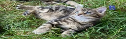 European cats for sale: 3 kittens for sale - Advert 21