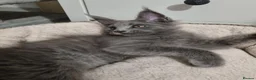 Maine Coon cats for sale: King size Purebred Maine Coon kittens  - Advert 8