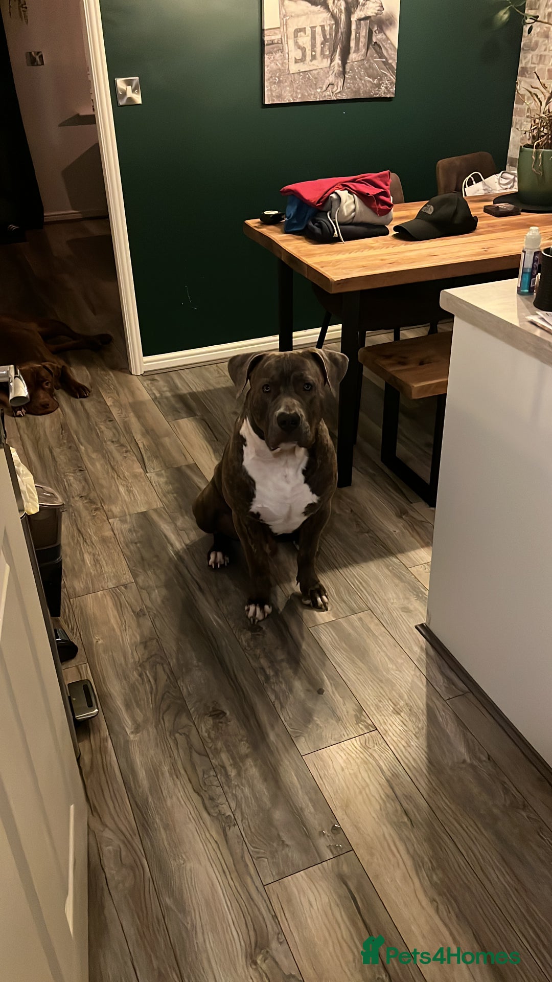 Mixed Breed dogs for sale: Corso/mastiff mix breed - Advert 4