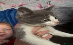 Domestic Shorthair cats for sale: 2 grey and white twin kittens  - Image 2