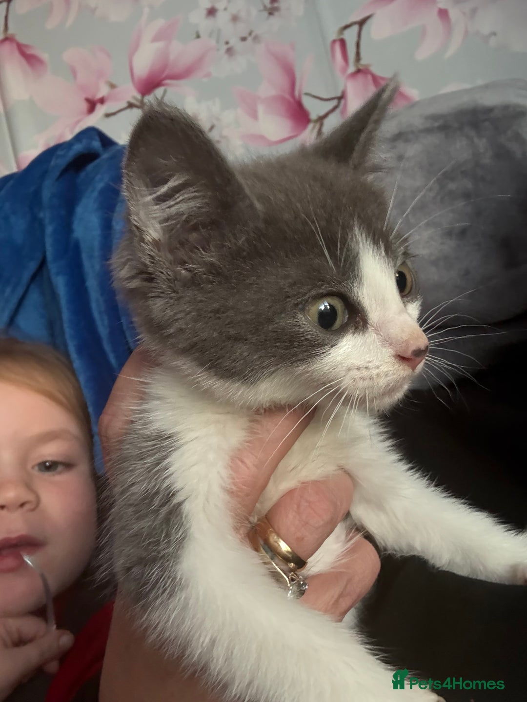 Domestic Shorthair cats for sale: 2 grey and white twin kittens  - Image 2