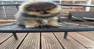 Pomeranian dogs - Advert 3