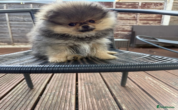 Pomeranian dogs - Advert 1
