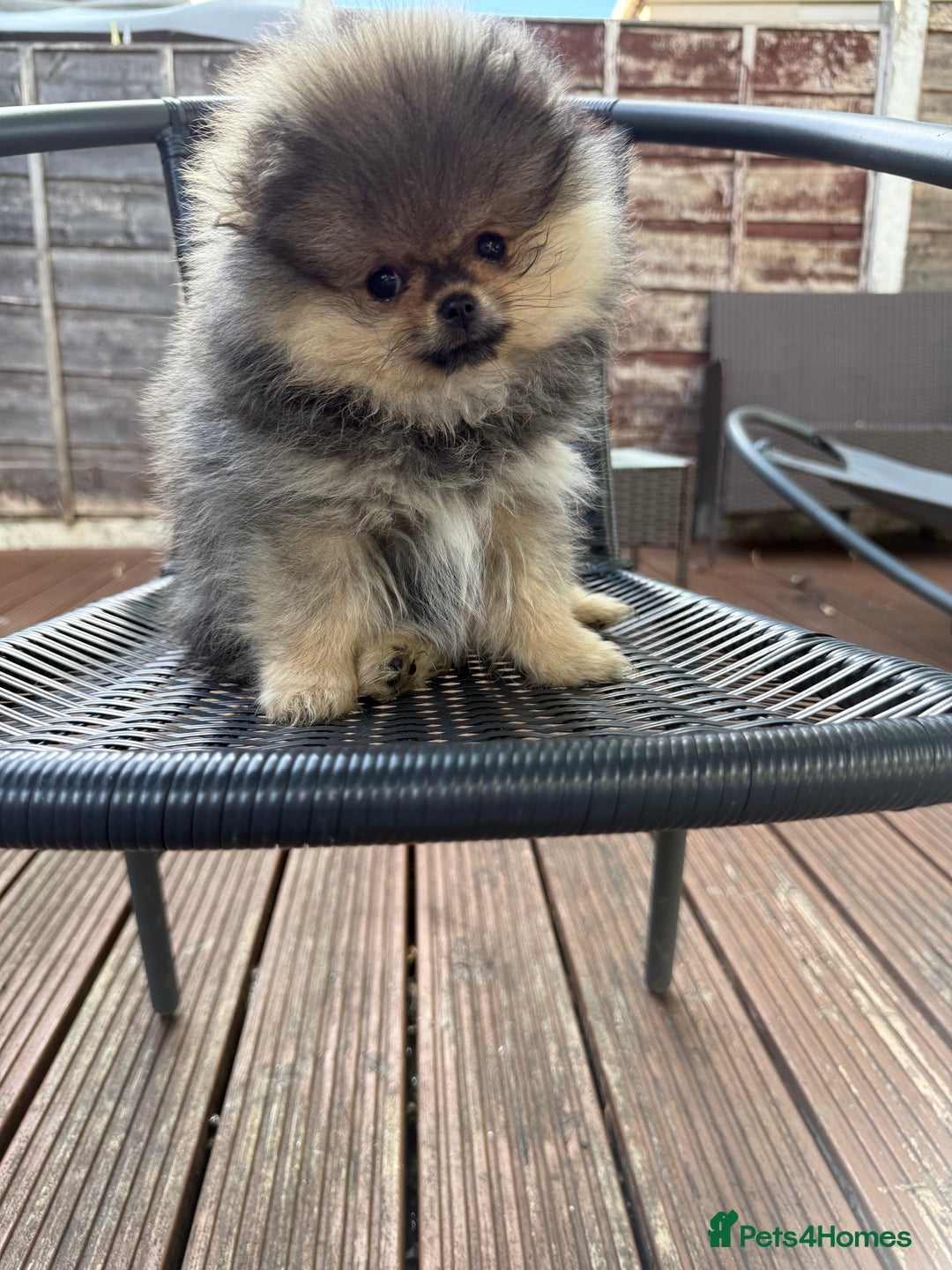 Pomeranian dogs for sale: Last female teddy face Pomeranian  - Image 4