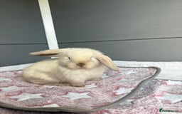 Mini Lop rabbits for sale: Friendly pure bred mini lops  - Image 9