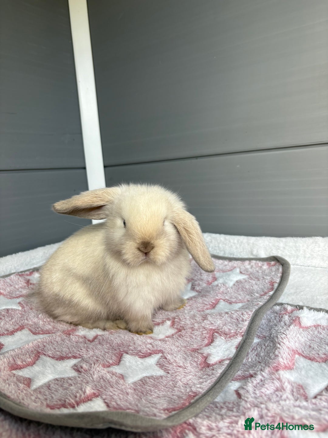 Mini Lop rabbits for sale: Friendly pure bred mini lops  - Image 9