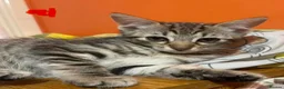Mixed Breed cats for sale: Cretan wildcat/domestic shorthair  - Advert 5