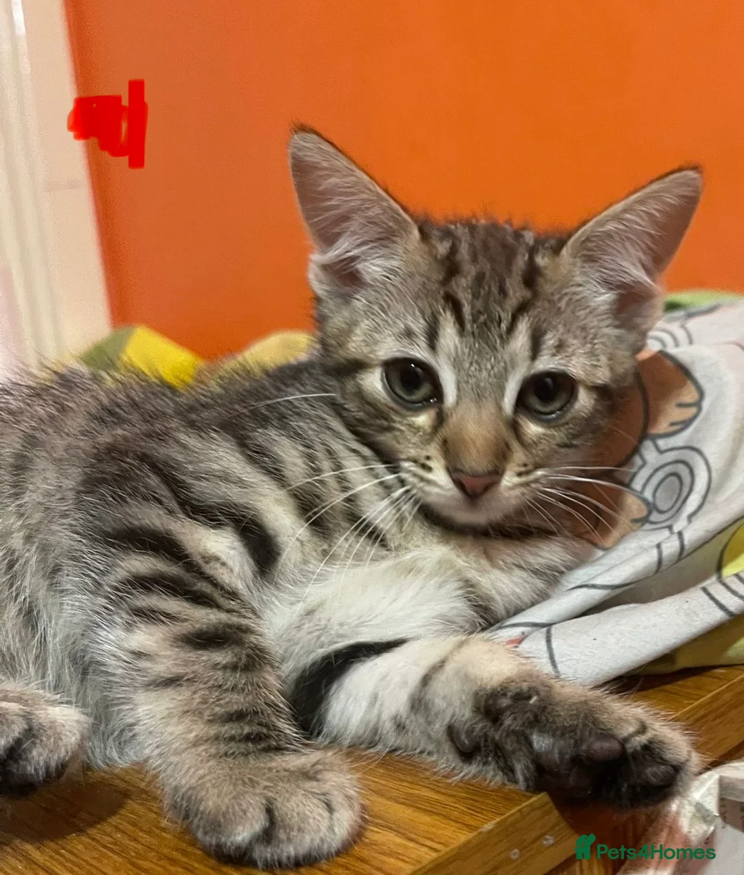 Mixed Breed cats for sale: 3 beautiful tabby kittens  - Advert 1