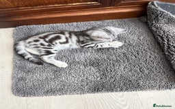 British Shorthair cats for sale: British Shorthair Classic Silver Tabby - Image 5