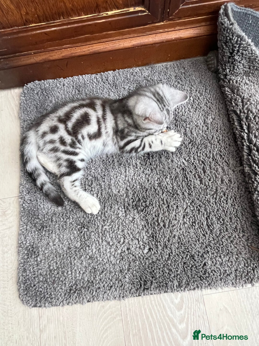 British Shorthair cats for sale: British Shorthair Classic Silver Tabby - Image 5