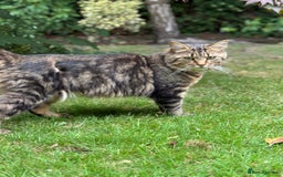 Ragdoll cats for sale: 2 Ragdoll cross Siberian  - Image 2