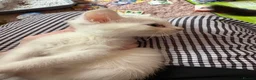 Mixed Breed cats for sale: 4 mainecoon x BSH kittens.  - Advert 5
