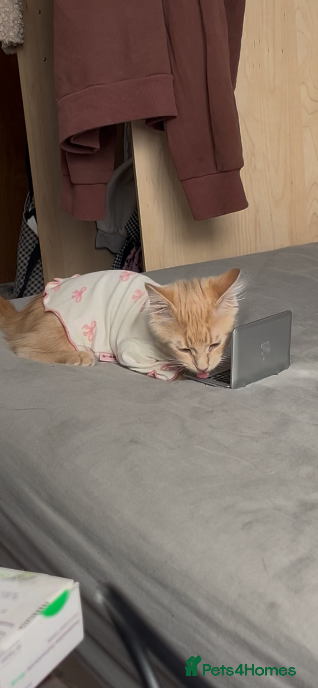 Maine Coon cats for sale: Ginger Maine Coon Kitten 9 Month - Advert 2