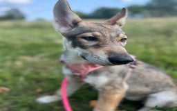 Mixed Breed dogs for sale: 💛Pomsky & Czechoslovakian Wolfdog Puppy Sisters🤎 - Image 13