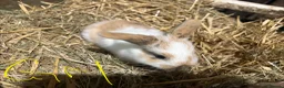 Mini Lop rabbits for sale: Gorgeous mini lop babies  - Advert 3