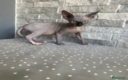 Sphynx cats for sale: 🐾 2 Adorable Male Sphynx Kittens 🐾 - Image 2