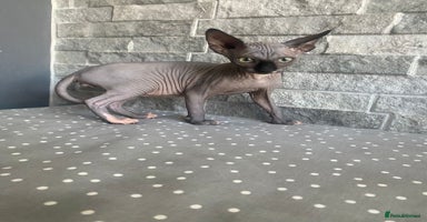 Sphynx cats - Advert 1