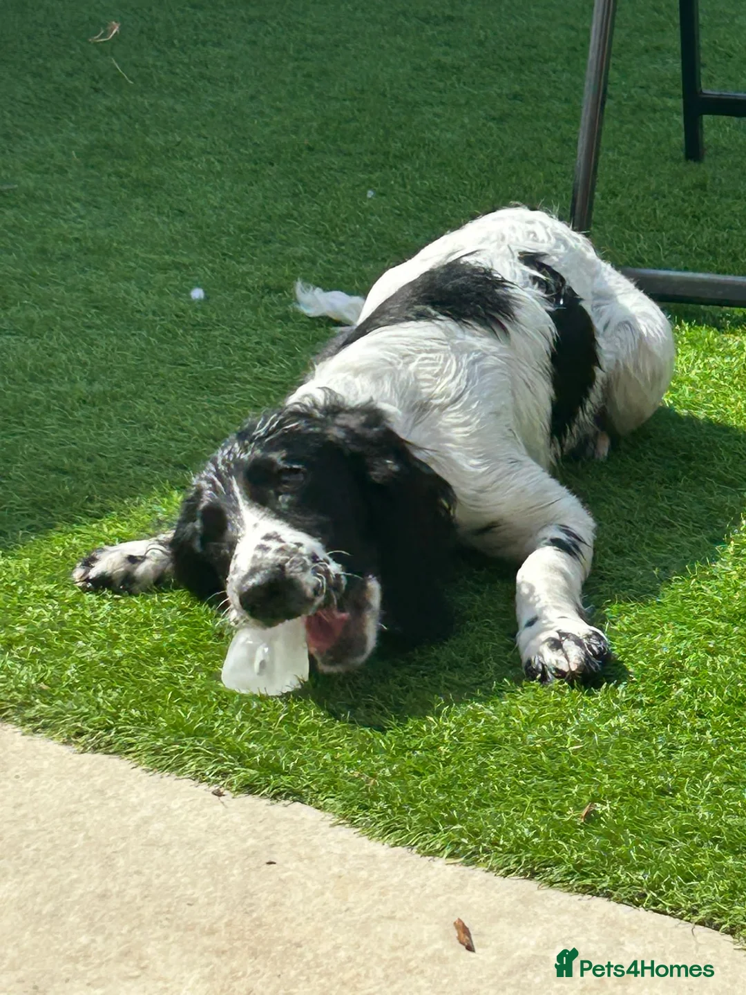 Cockapoo dogs for sale: Sadie 9 months cross Female - Advert 5