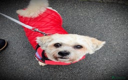 Shichon dogs for sale: Loveable (but problematic) 7 y/o boy  - Image 1