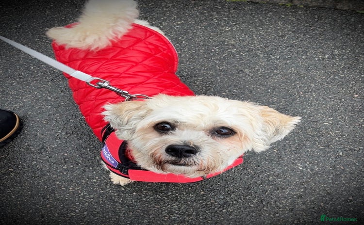 Shichon dogs - Advert 1