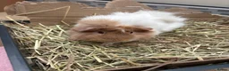Guinea Pig rodents for sale: Three girl guinea pigs bonded  - Advert 3