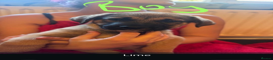 Male lime green collar