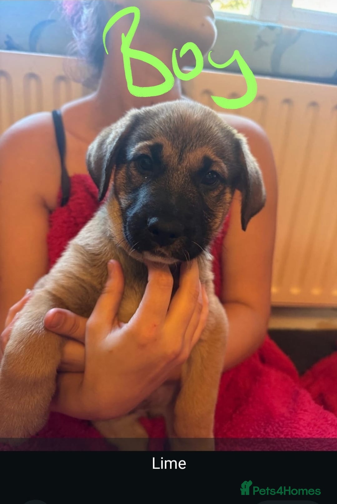 Mixed Breed dogs for sale: Available now! Mastiff / German Shephard puppies  - Advert 6