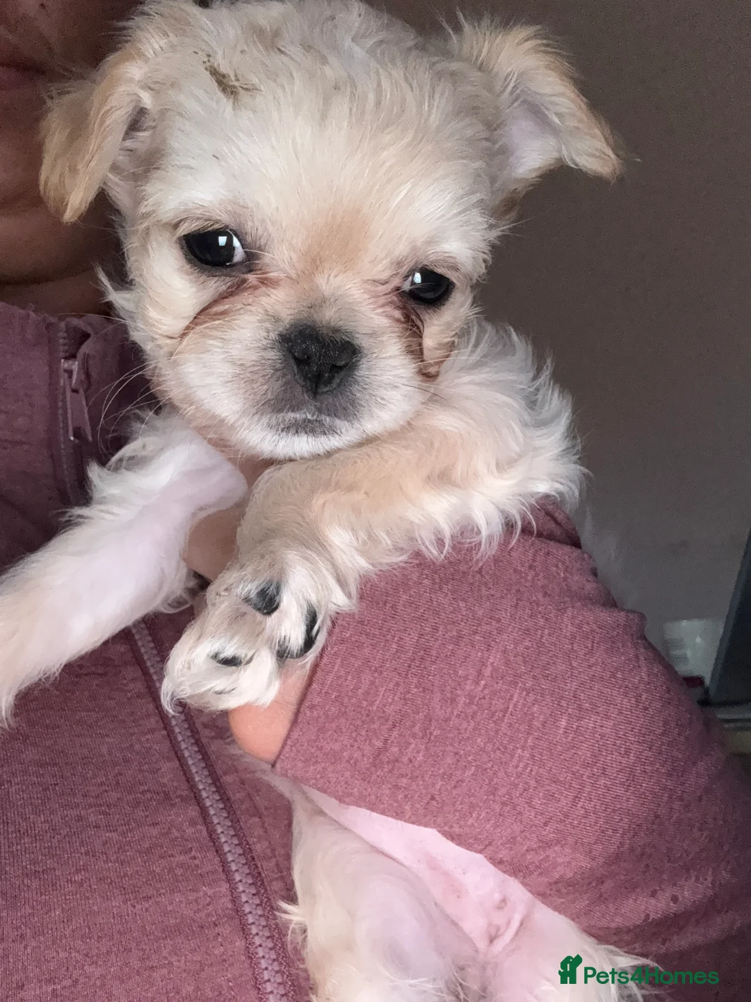 French Bulldog dogs for sale: Teddy bear Floodle pups  in Manchester - Advert 2