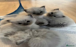Ragdoll cats for sale: Pure Ragdoll kittens available 🐱🐾 - Image 9