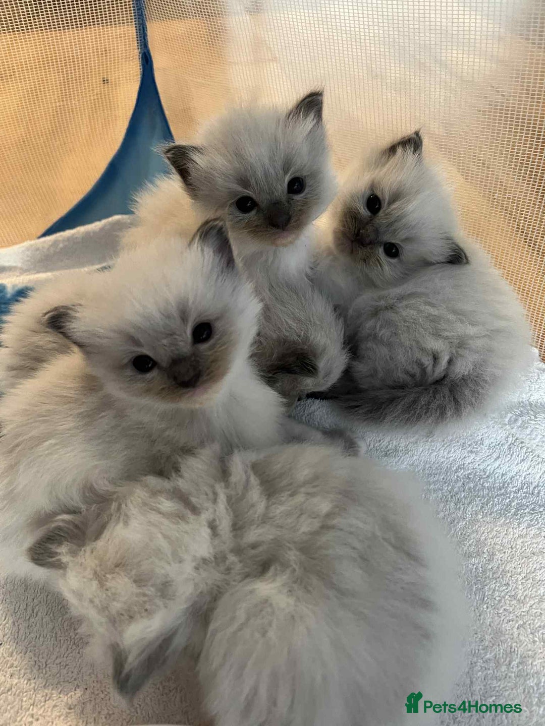 Ragdoll cats for sale: Pure Ragdoll kittens available 🐱🐾 - Image 9