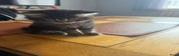 Maine Coon cats for sale: G Maine Coons - Advert 1