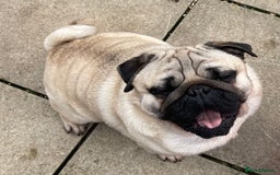 Pug dogs for sale: Pug dog for sale - Image 10