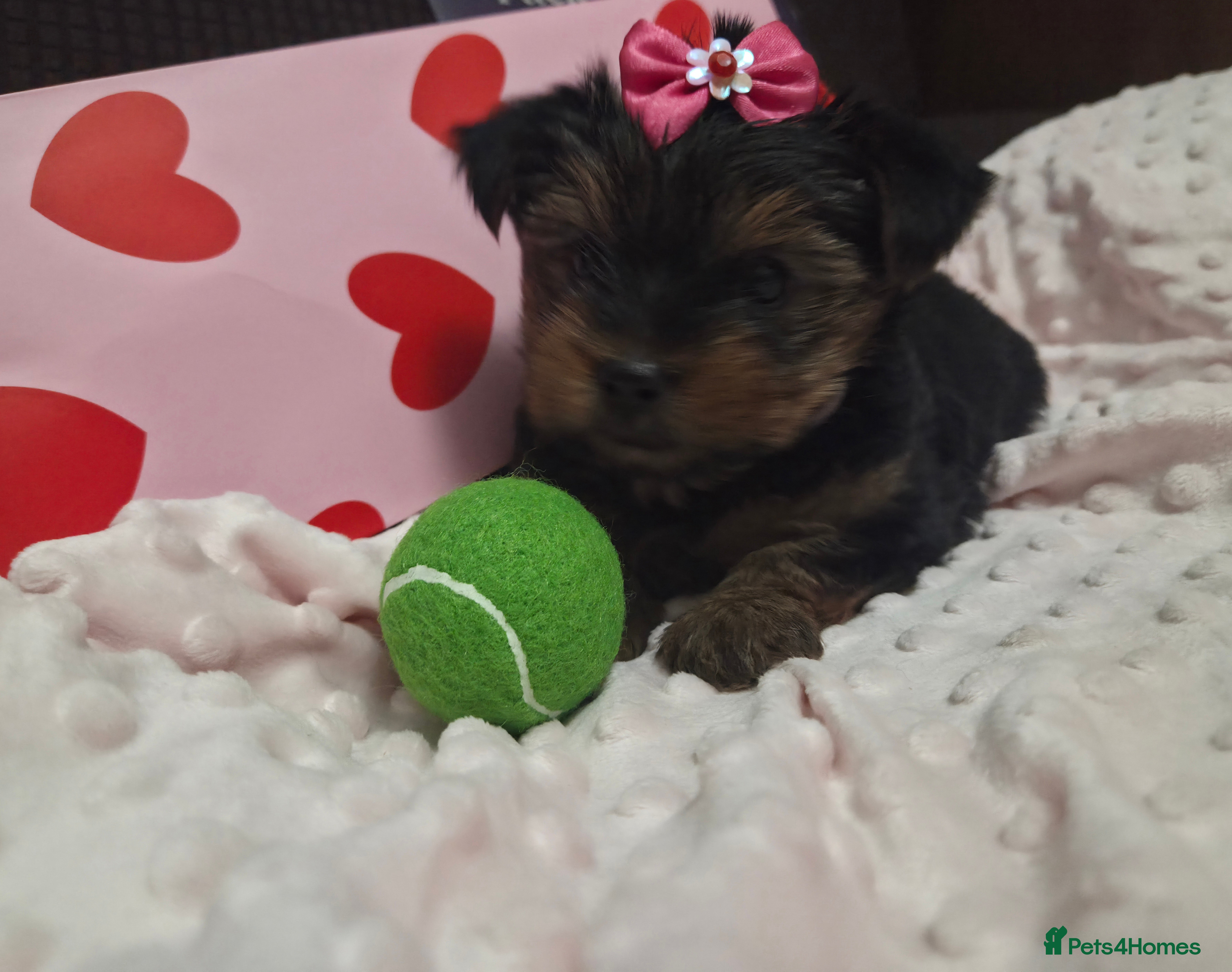 Yorkshire Terrier dogs Adorable pappy girl - Advert 1