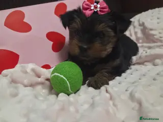 Yorkshire Terrier dogs Adorable pappy girl - Advert 1