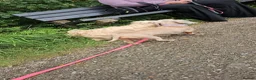 Miniature Dachshund dogs for sale: 4 YEAR OLD MINITURE DACHSHUND  - Advert 6