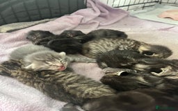 British Shorthair cats for sale: Lovely kittens - Image 7