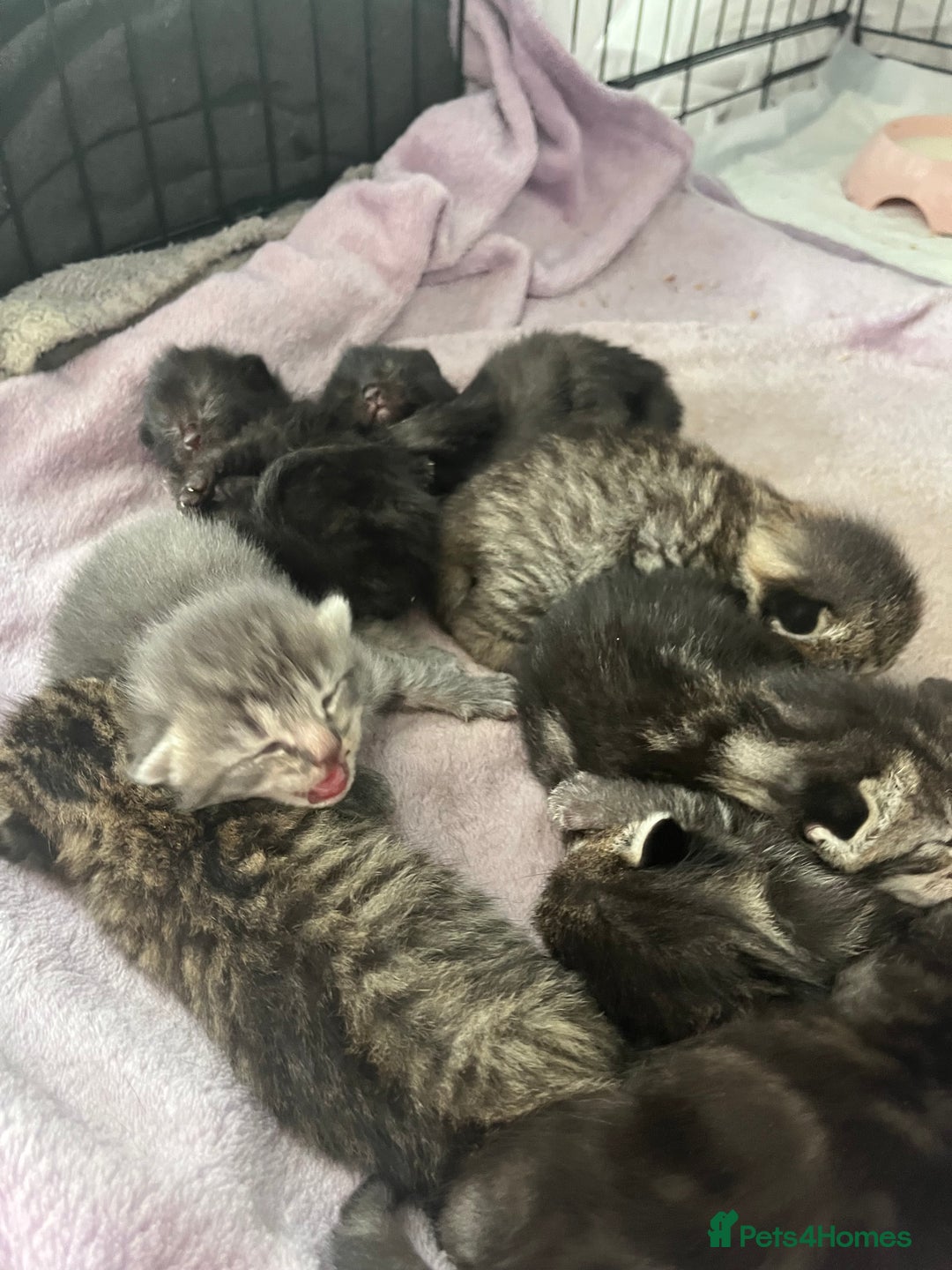 British Shorthair cats for sale: Lovely kittens - Image 7