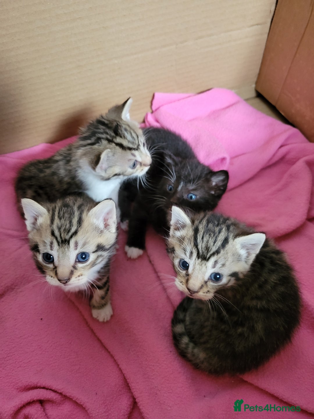 Mixed Breed cats for sale: 4 adorable kittens for sale - Image 16