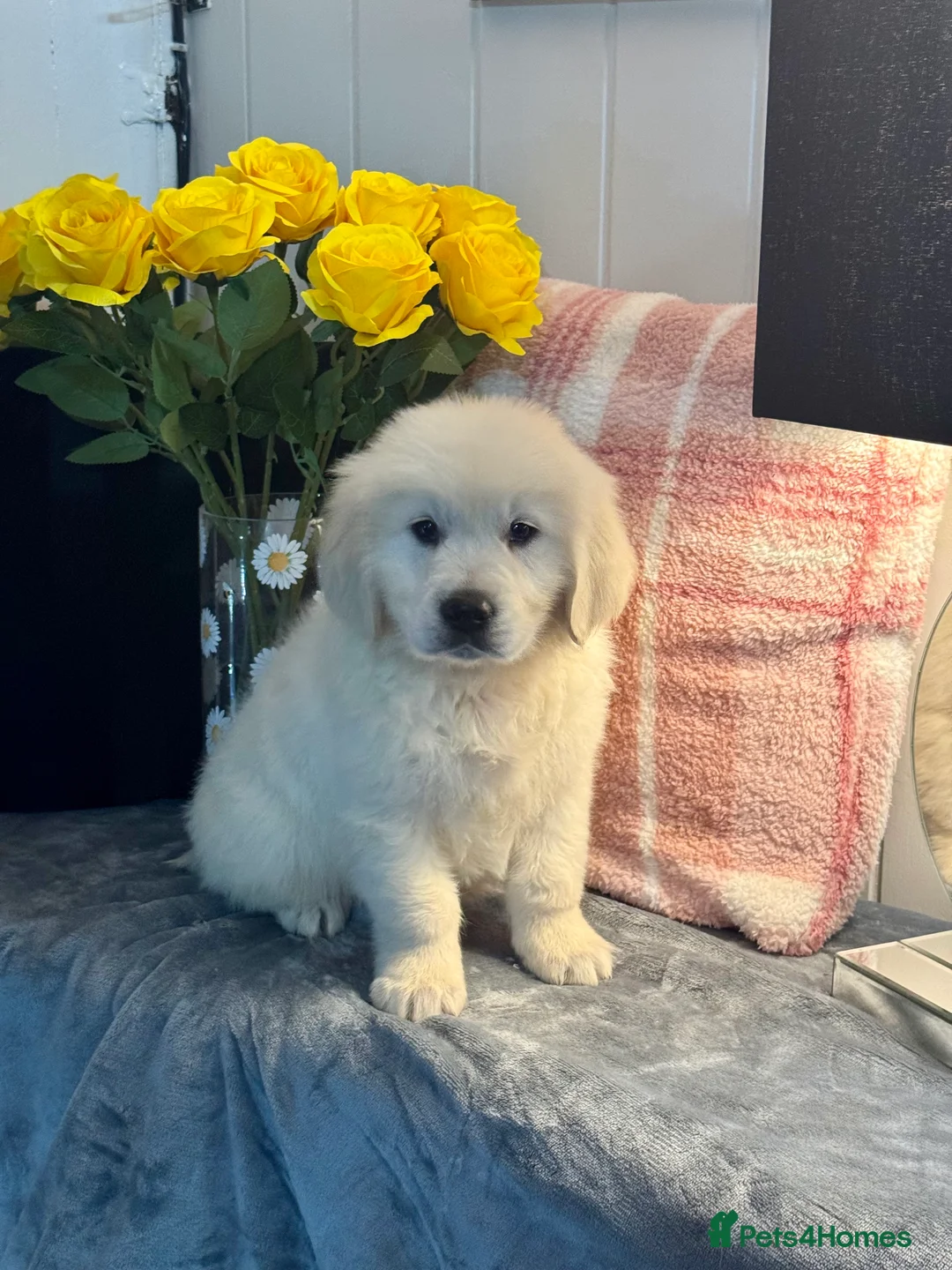 Golden Retriever dogs for sale: 8 kc reg gorgeous cream golden retriever puppies  - Advert 5