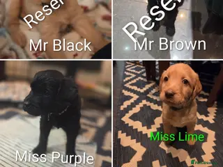 Labradoodle dogs Labradoodle Puppies - Advert 2