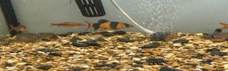 Other/Mixed Breed fish for sale: Fish tank and fish for sale - Advert 13
