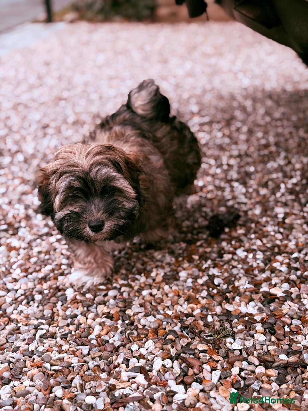 Havanese dogs for sale: KC registered gorgeous male havanese puppy  - Advert 5