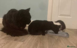 Maine Coon cats for sale: Maine coon x - Image 12