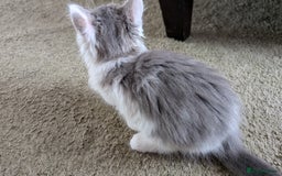 Maine Coon cats for sale: Maine Coon kittens available to loving homes 💖 - Image 17