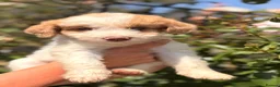 Australian Labradoodle dogs for sale: Australian double doodle puppies  - Advert 6