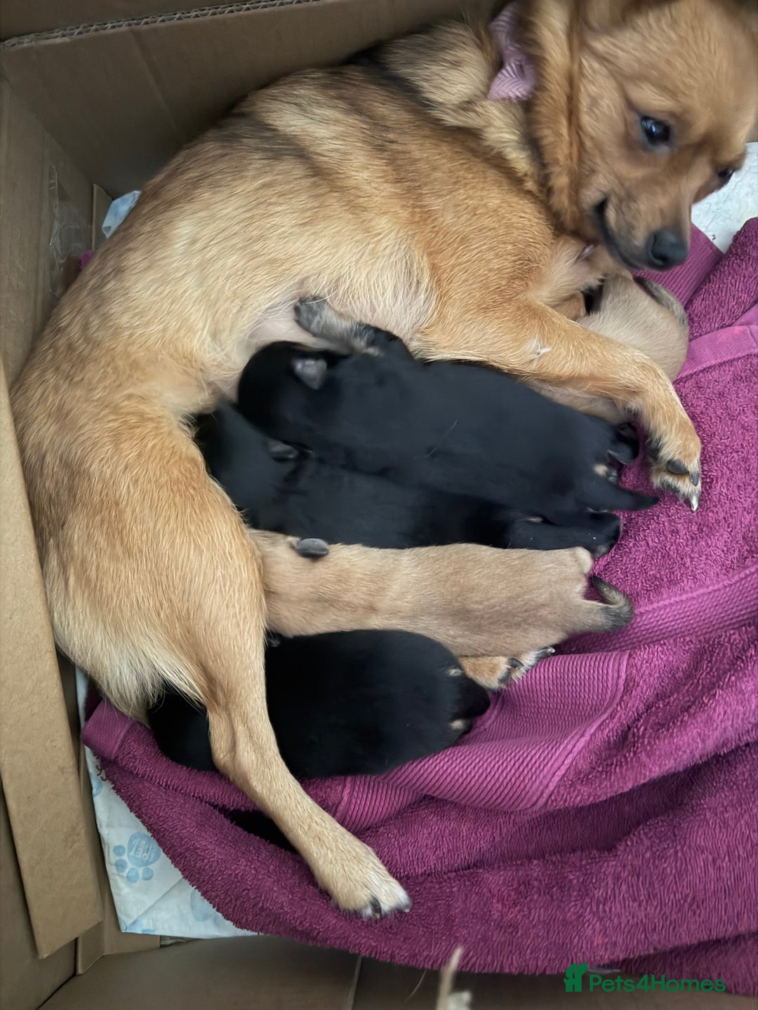 Pomeranian dogs for sale: Cute puppies need there forever home  - Advert 5