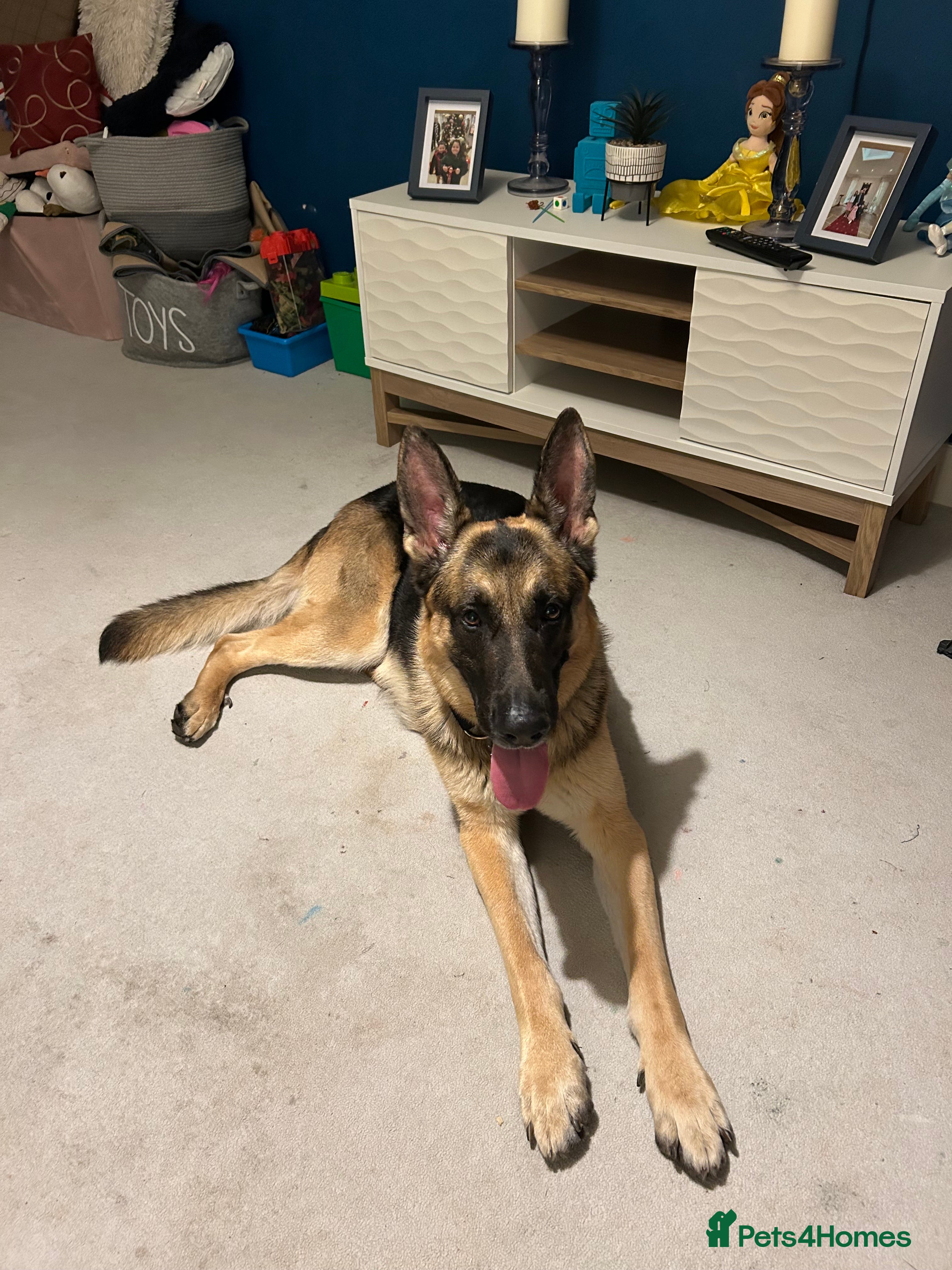 German Shepherd dogs Handsome German Shepherd Male  - Advert 1