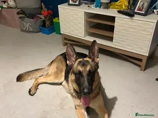 German Shepherd dogs Handsome German Shepherd Male - Advert 16