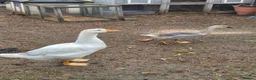 Geese poultry for sale: Trio of Geese ,  Ebden and Chinese goose. - Advert 5