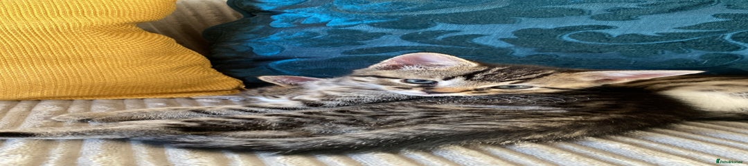 Mixed Breed Kitten 1 - Niko